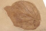 4" Red Fossil Hazelnut Leaf (Corylus) - Montana - #188969-1